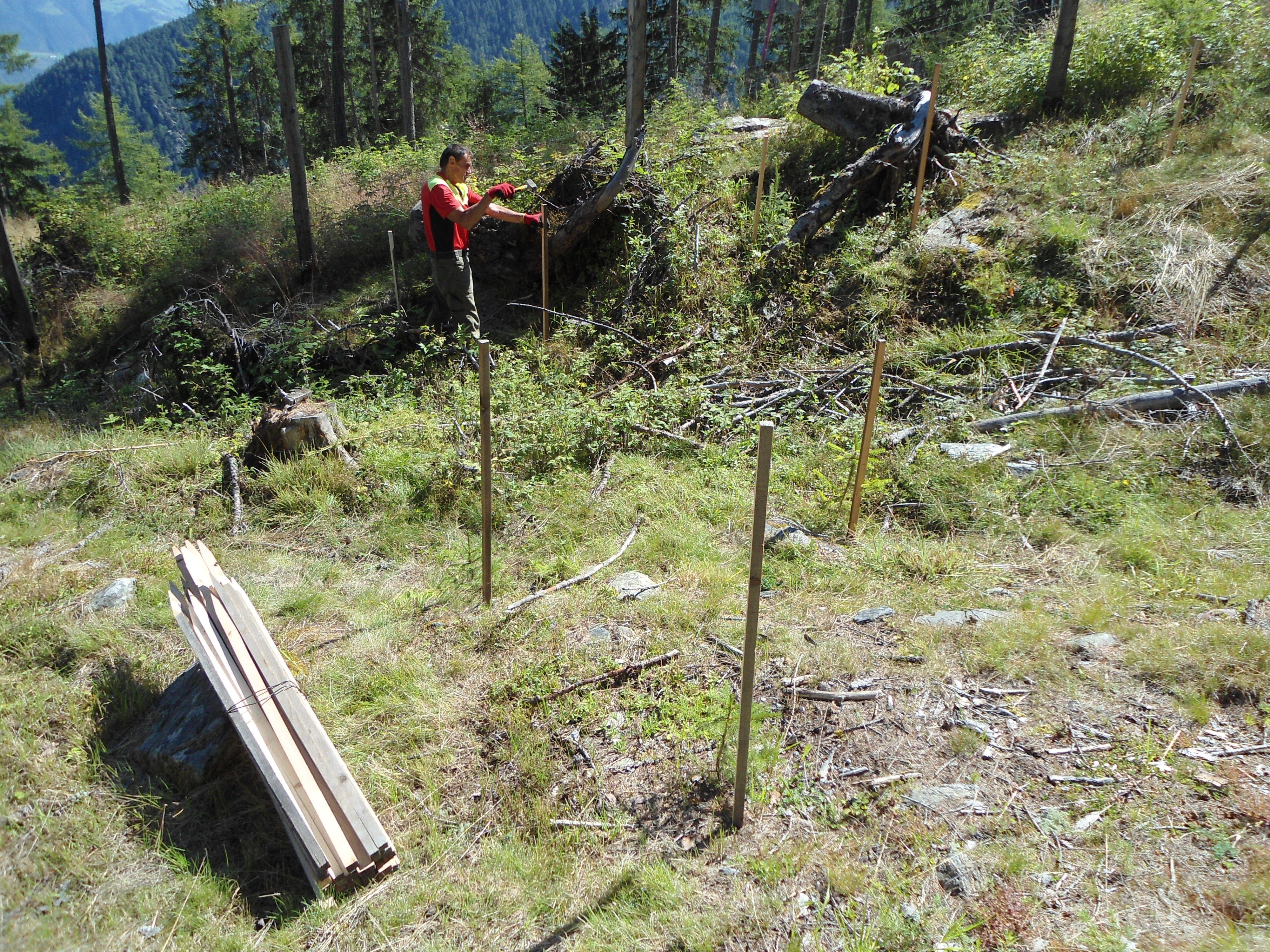 Picchettamento piante giovani