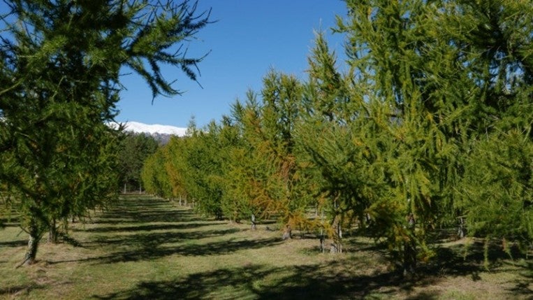 Fila di giovani larici in una coltura forestale.
