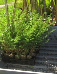 Piante con pane di terra in rete per rimboschimenti