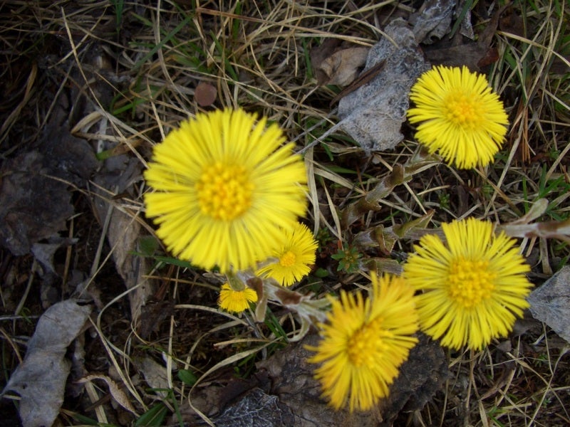 Tussilago farfara (volg. farfaro)