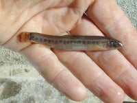 Maskierter Steinbeißer - Sabanejewia larvata