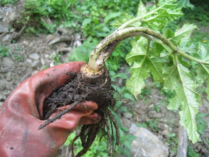 Panace di Mantegazza