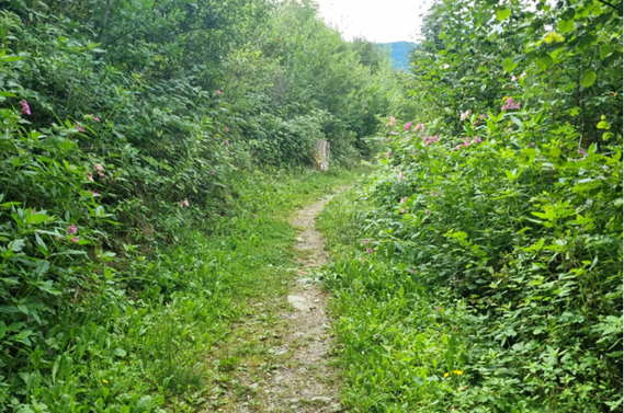 Stato della rinnovazione estate 2025 (Radure – sparso balsamo dell'Himalaya)