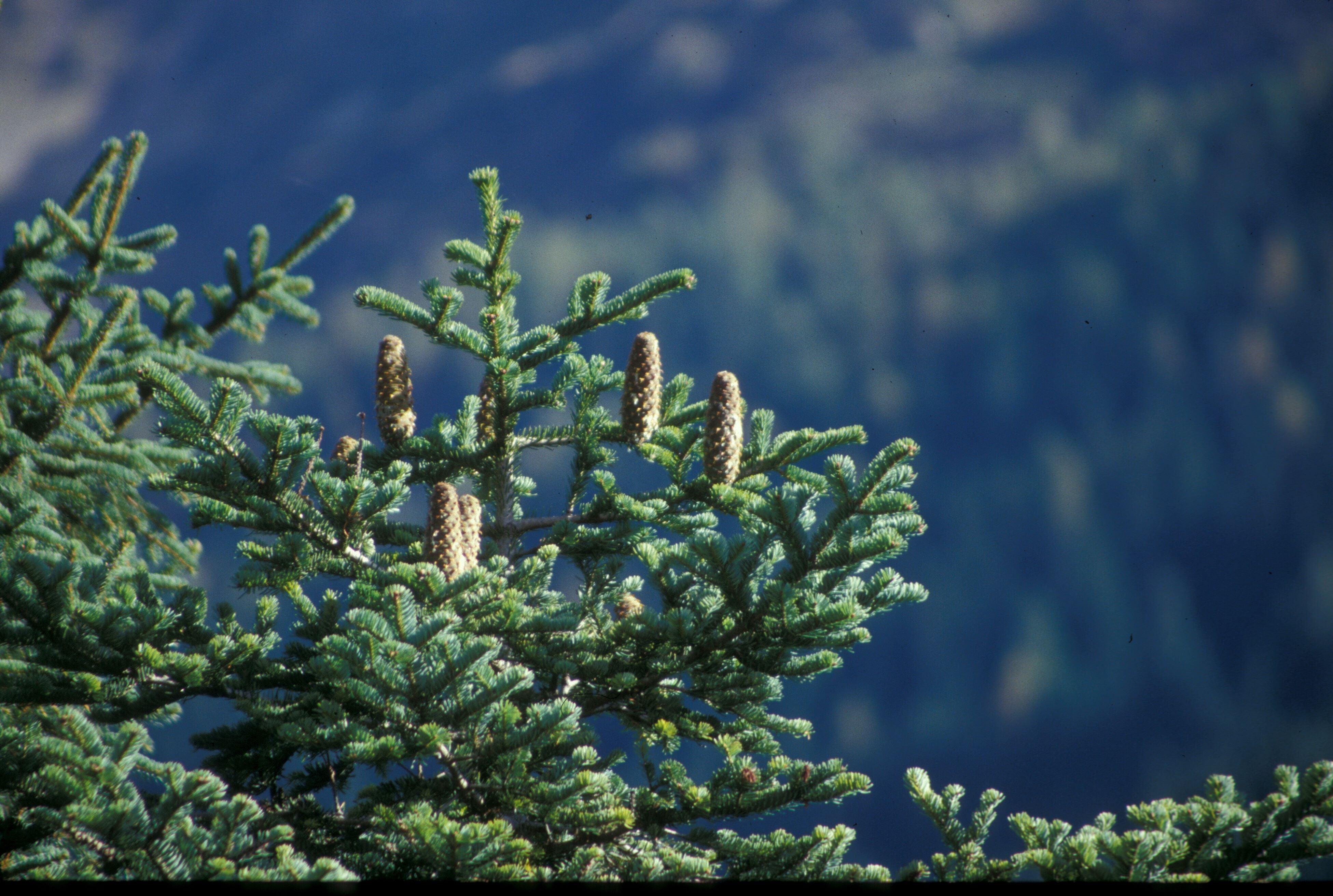 Abete bianco con pigne