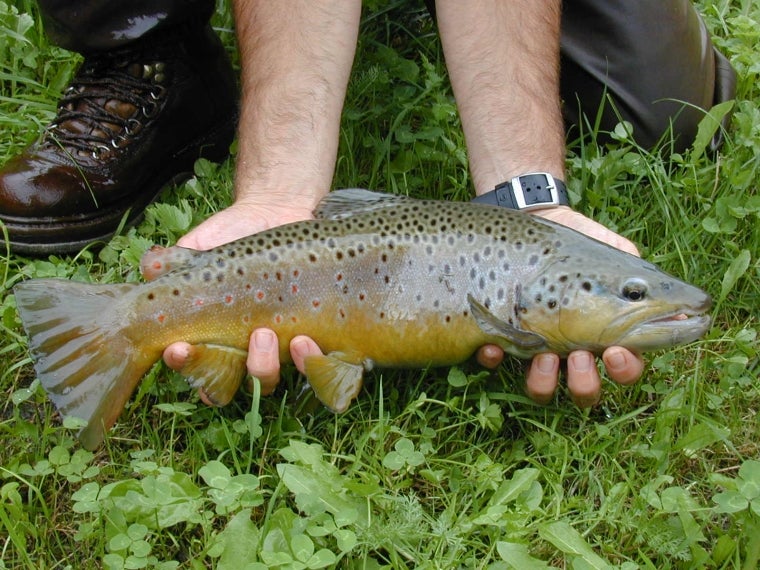 Trota fario - Salmo trutta fario