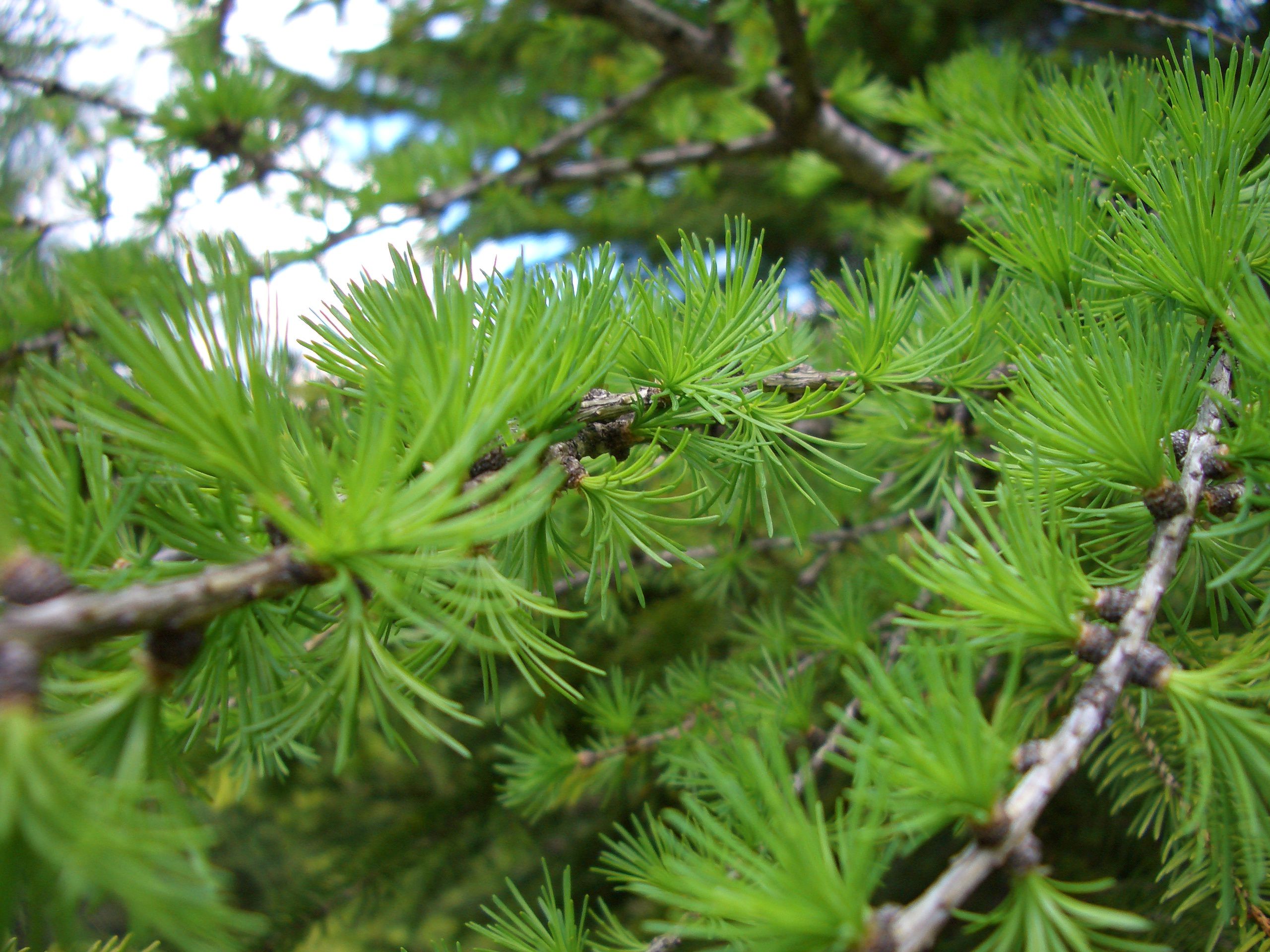 Ramo di larice (foto: Othmar Seehauser)