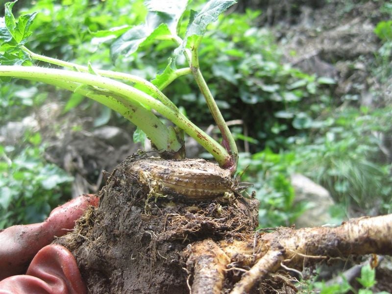 Panace di Mantegazza