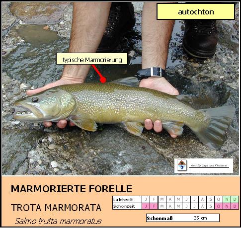 Marmorierte Forelle