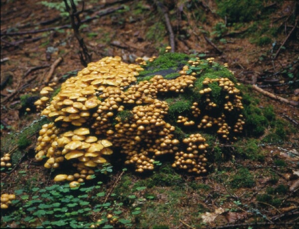 Armillaria mellea, chiodino