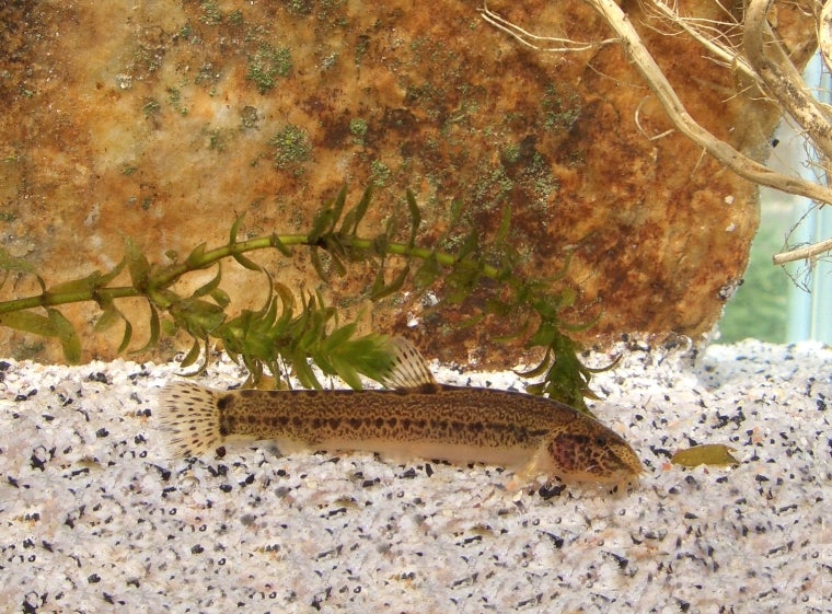 Cobite mascherato - Sabanejewia larvata