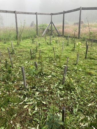 Sfalcatura delle rinnovazioni