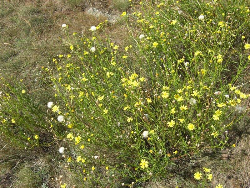 Senecione sudafricano