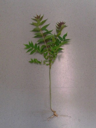 Ailanto, albero del paradiso - foglie