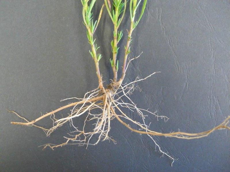 Senecione sudafricano