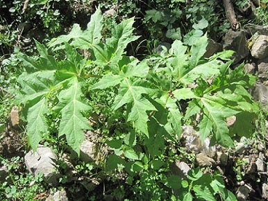 Panace di Mantegazza o panace gigante