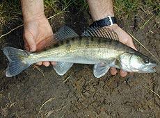 Zander - Stizostedion lucioperca