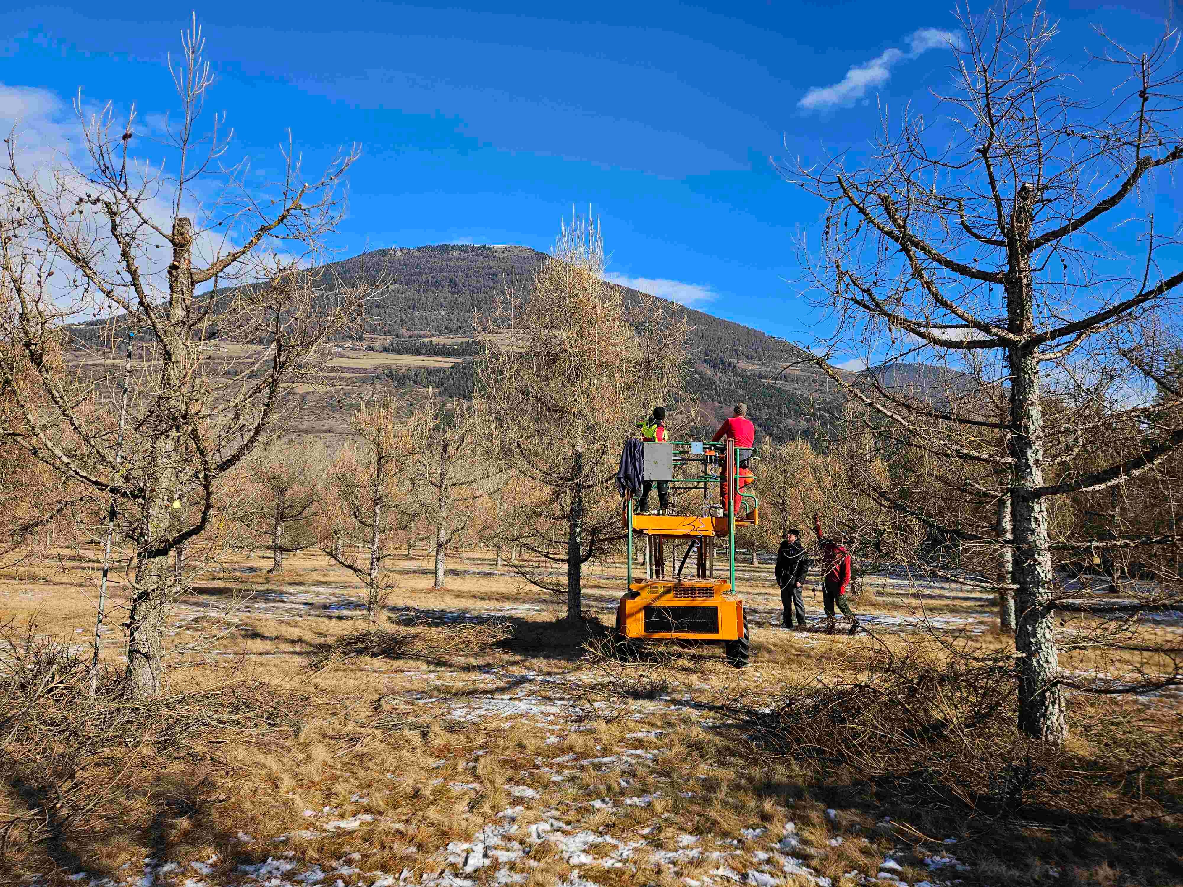 Gestione dell'arboreto di larice