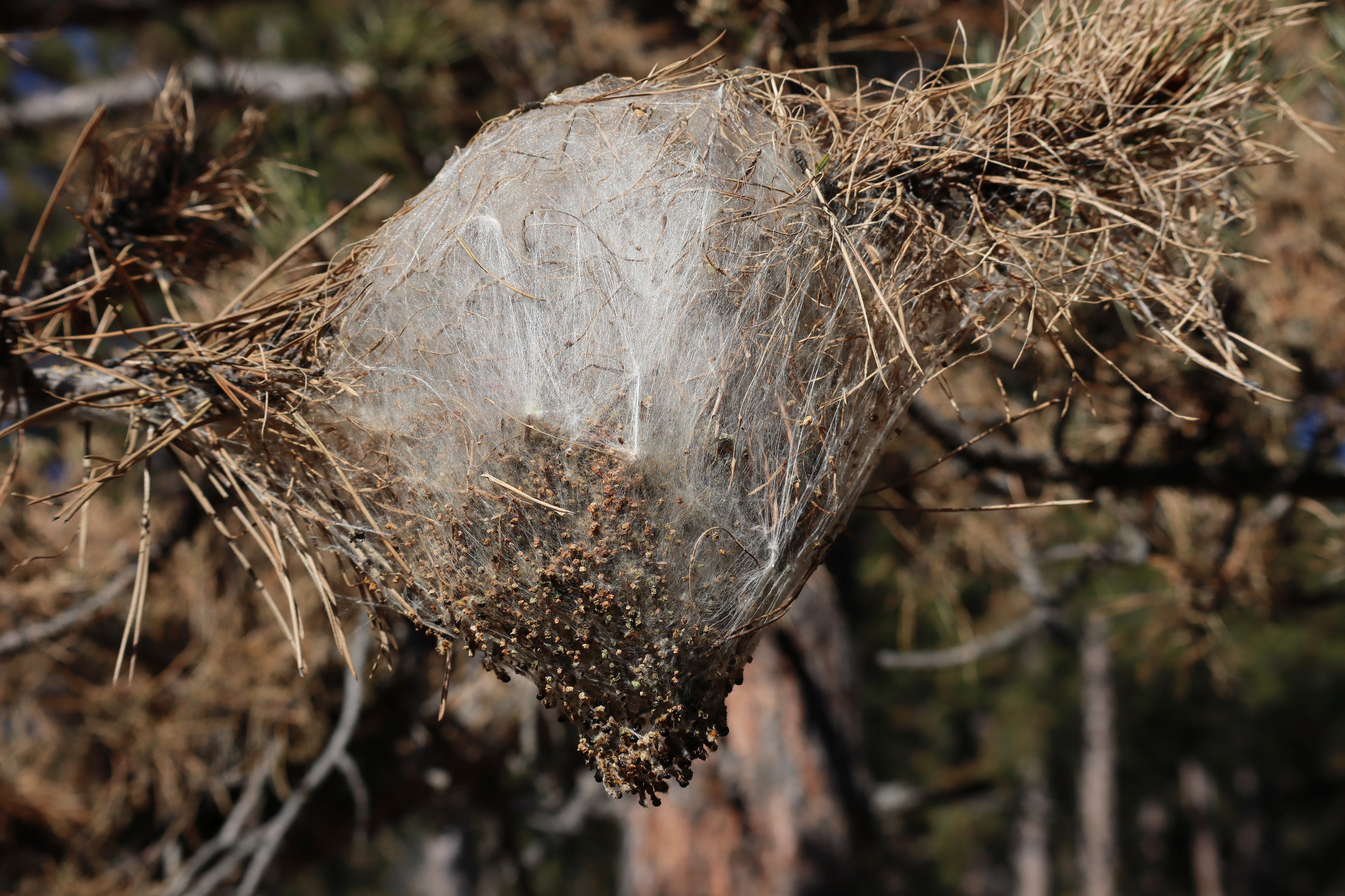 Nest des Kiefernprozessionsspinners