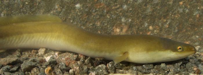 Aal - Anguilla anguilla