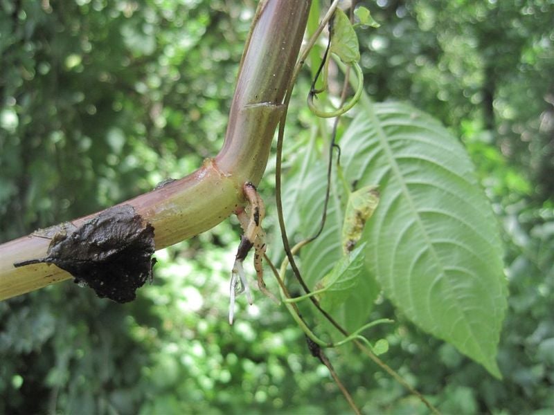 Balsamina giugno 2011 biotopo Wangerau