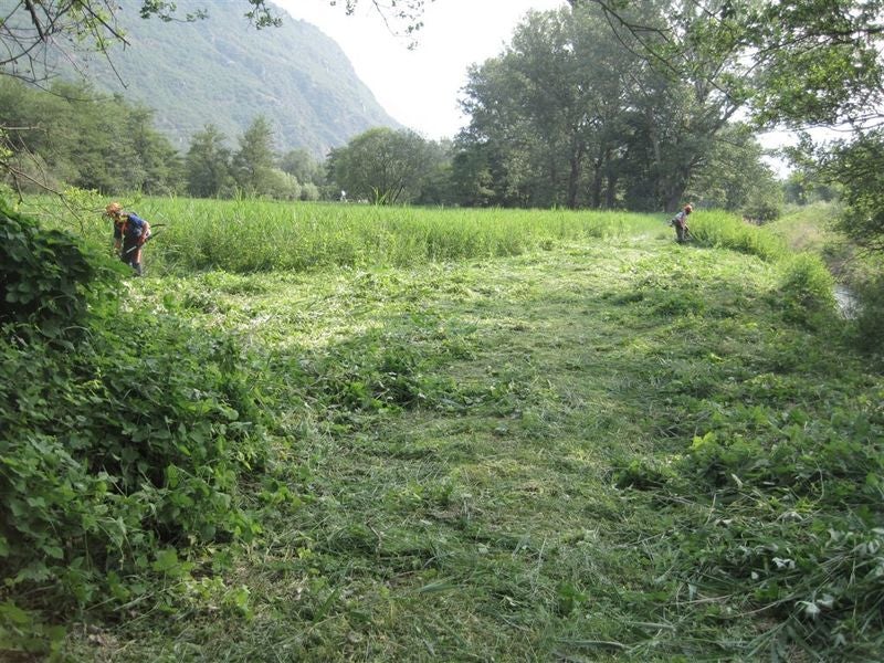 Balsamina maggio 2011 biotopo Wangerau