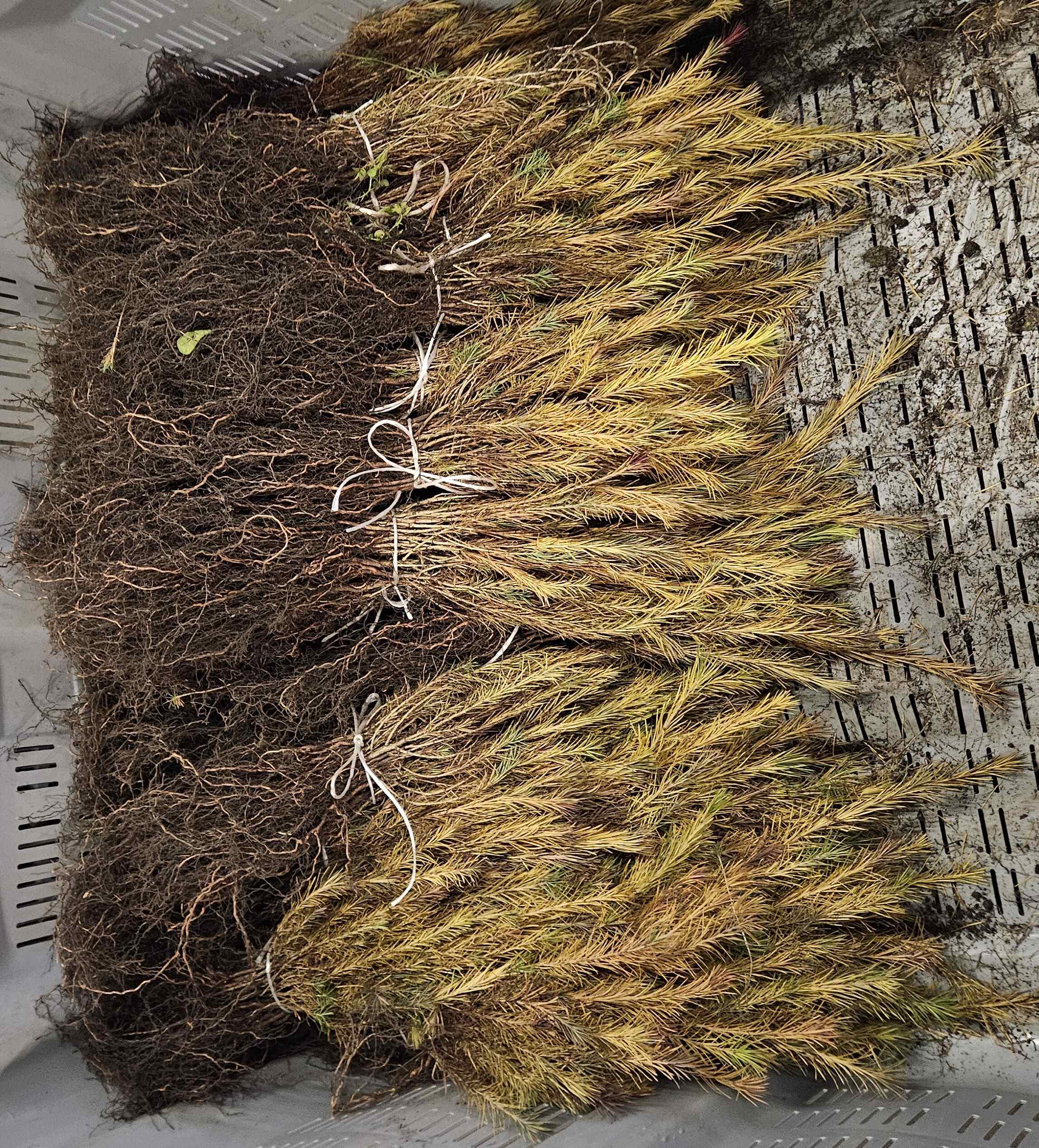 Piantine a radice nuda 