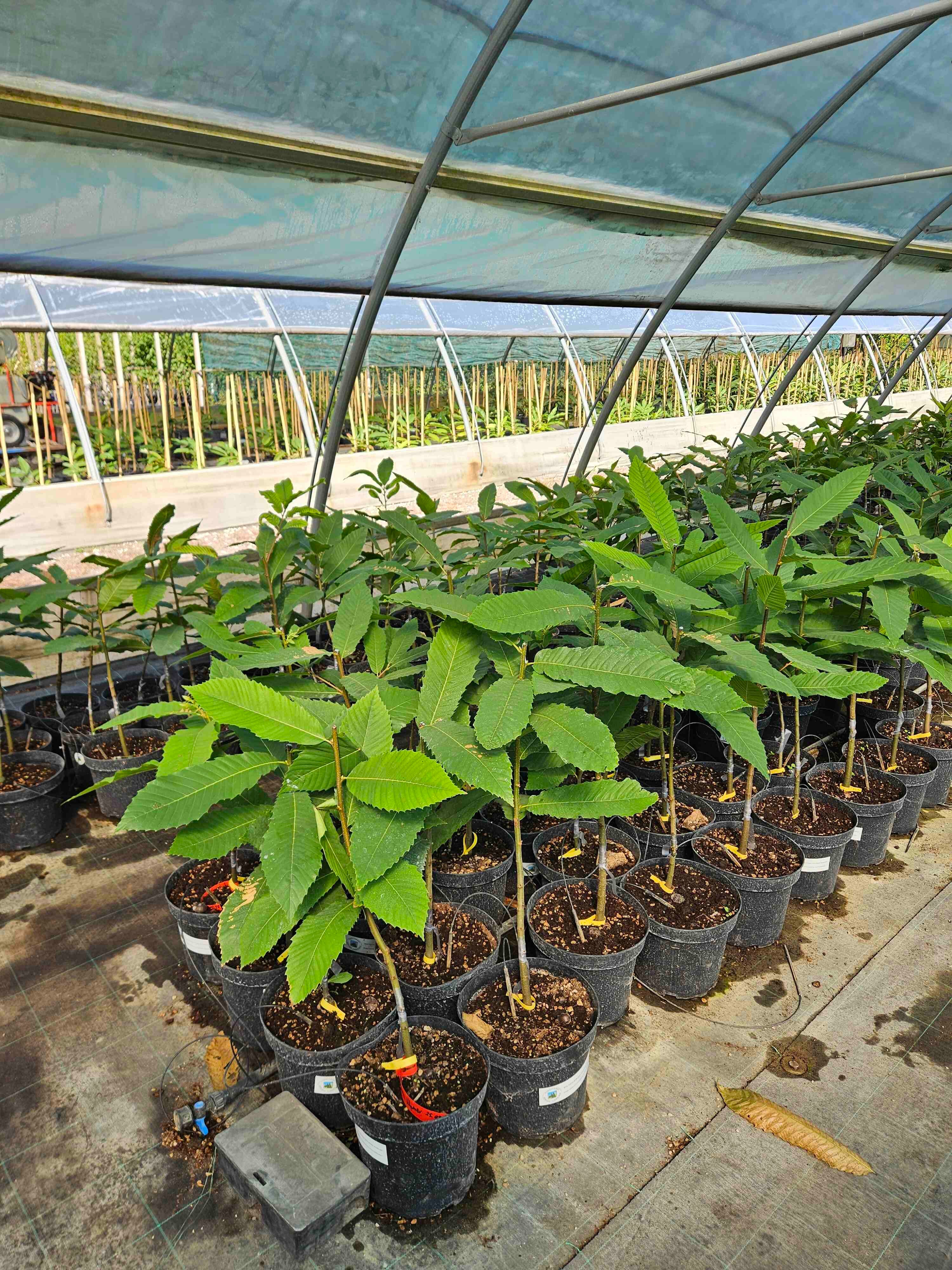 Giovani piante di castagno da frutto in vaso