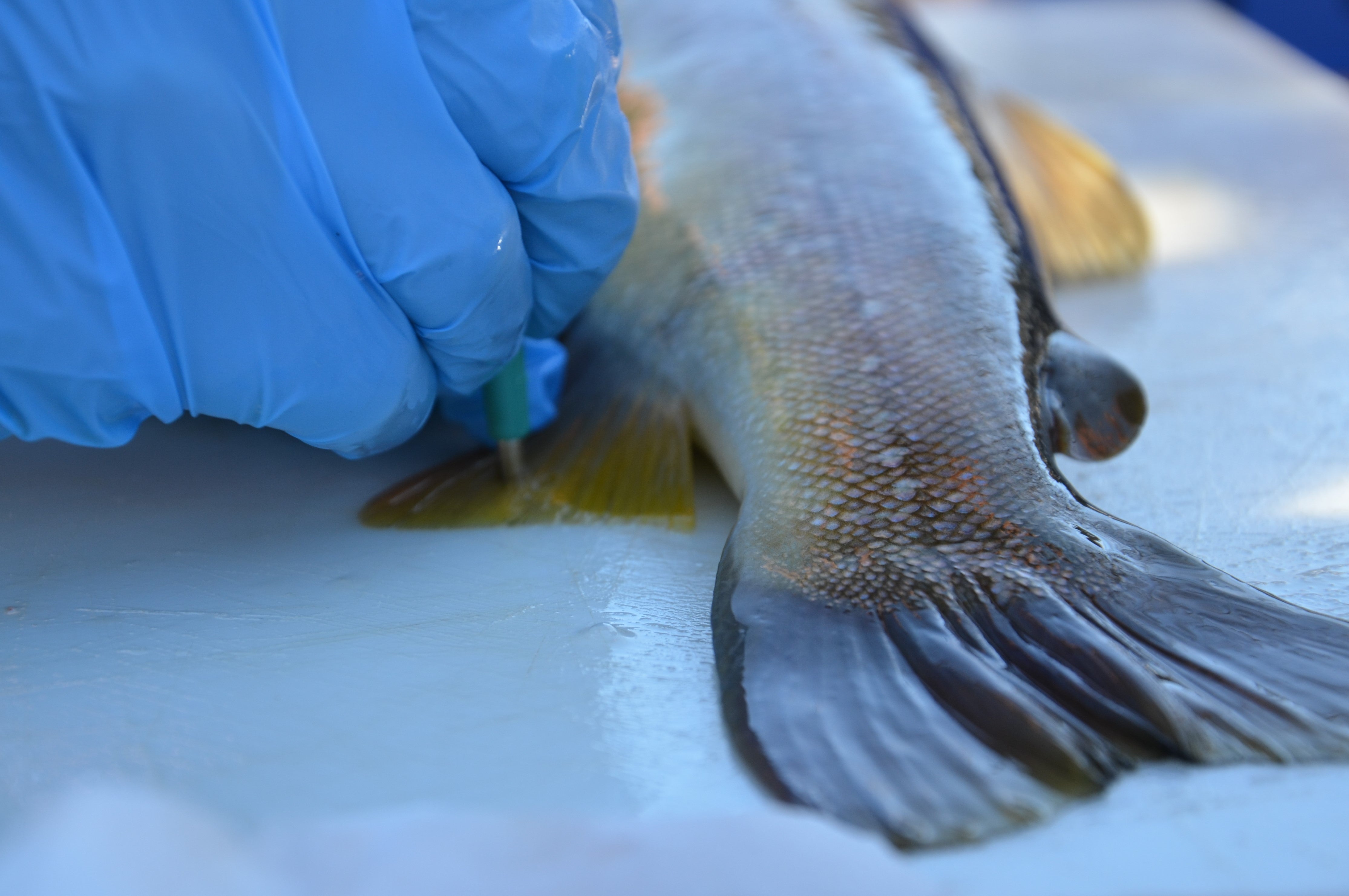 Progetto MarmoGen: attività di campionamento