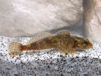 Scazzone - Cottus gobio