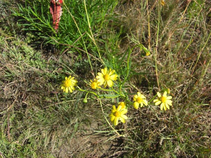 Senecione sudafricano