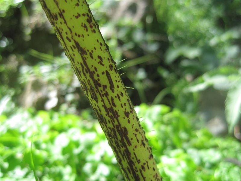 Panace di Mantegazza