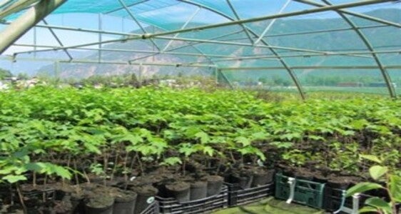 Pflanzen in Töpfen zu 1 bis 1,5 Liter