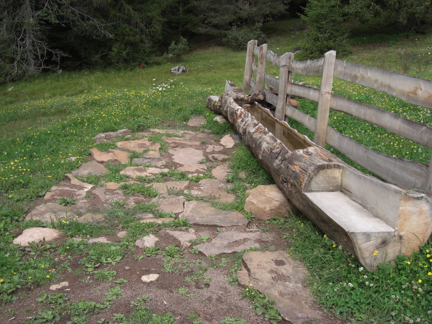 I pascoli per bovini devono garantire un approvvigionamento idrico sufficiente.