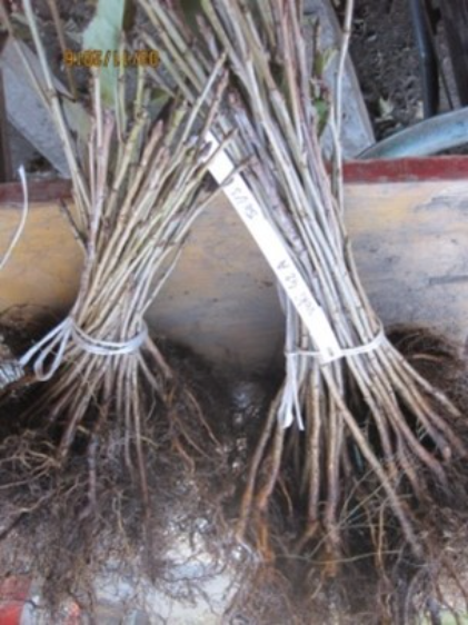 Nacktwurzelige Pflanzen