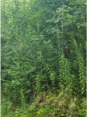 Larice come albero-Z nello strato inferiore