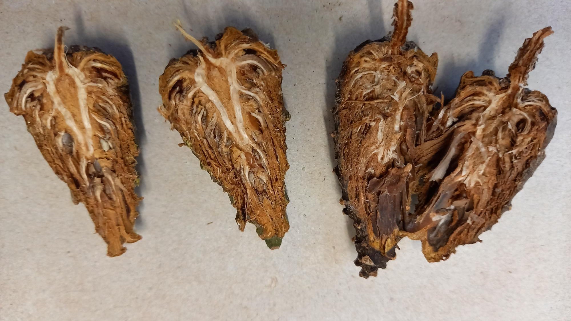 Coni secchi tagliati a metà