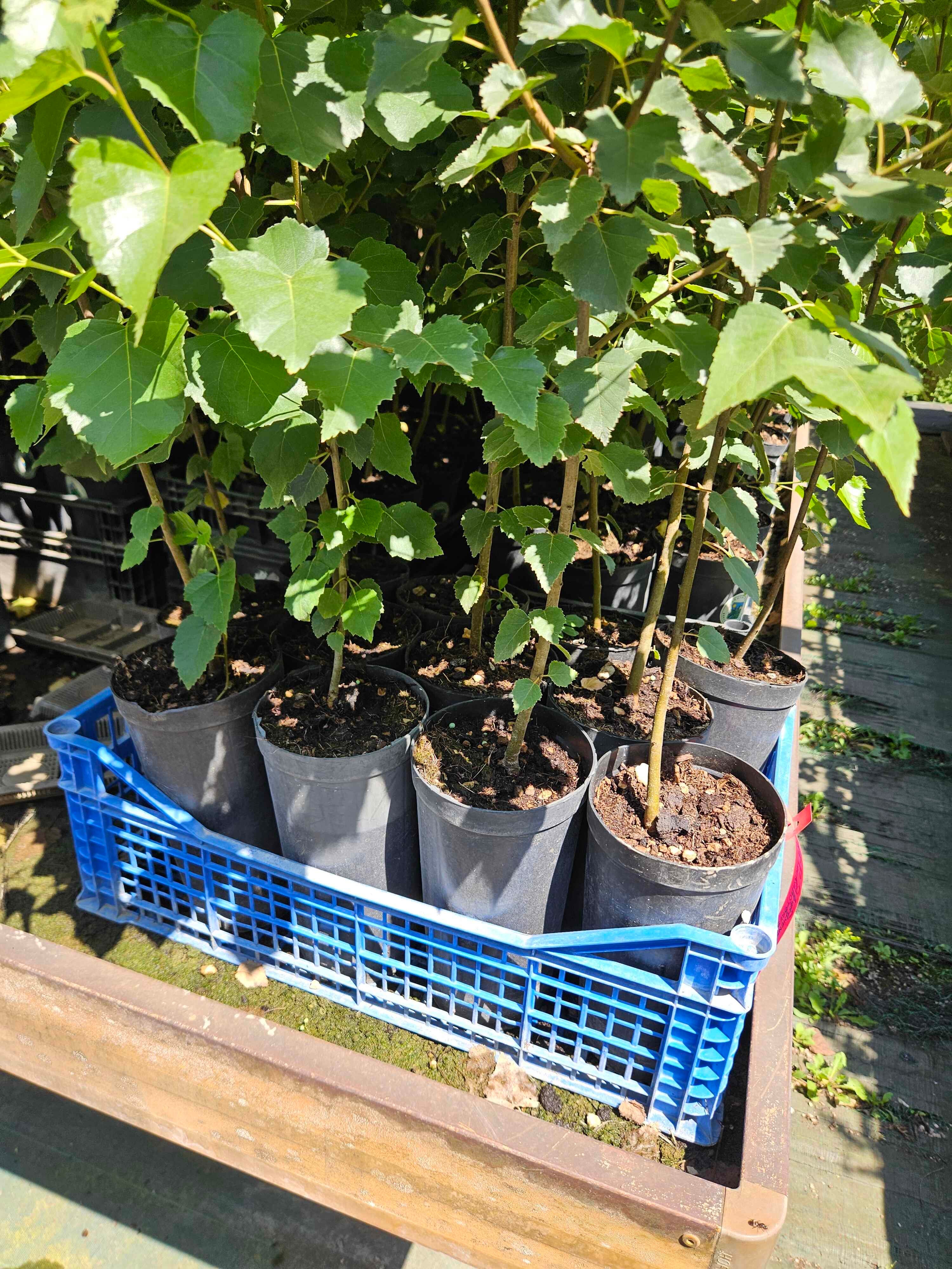 Piante in vaso da 1 o 1,5 litri 