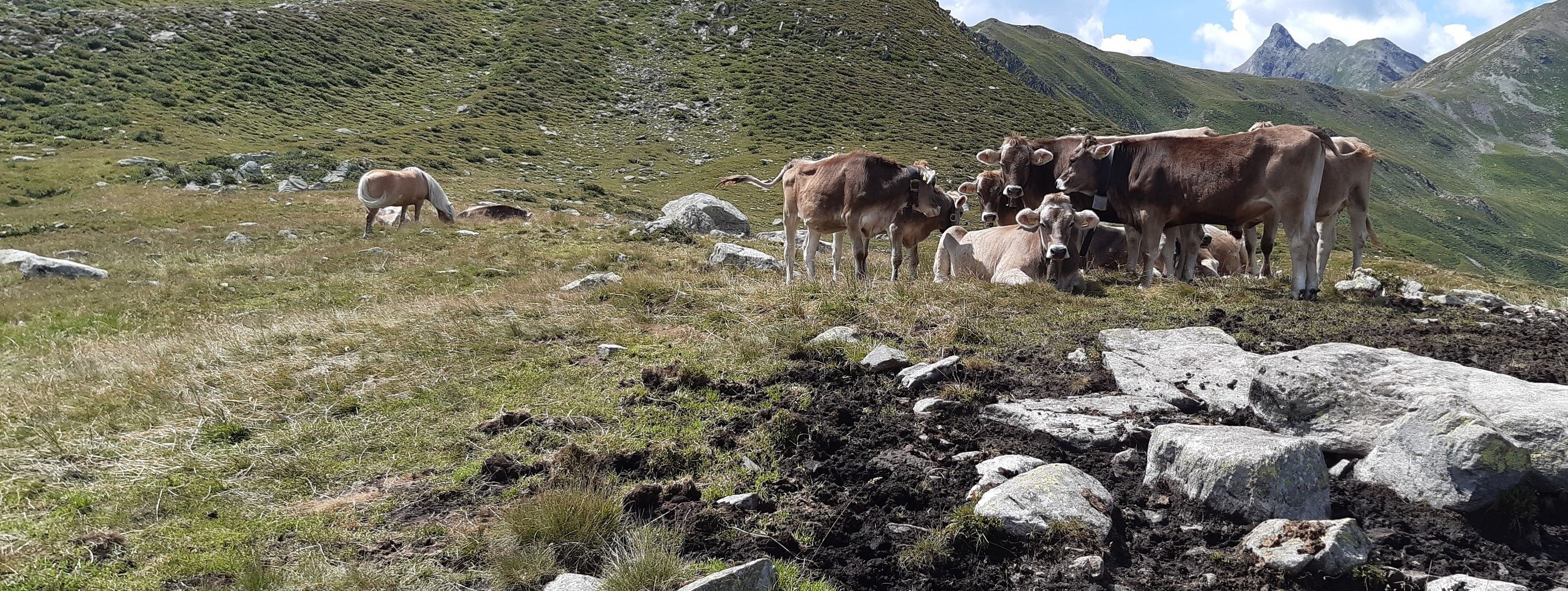 La monticazione ha effetti positivi sulla salute del bestiame.