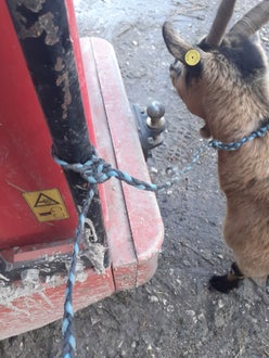 Ziege richtig angebunden