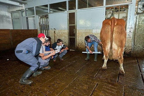 Praxis Viehwirtschaft Schüler im Stall Fleckvieh Zuchtwertschätzung