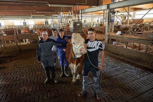 Praxis Viehwirtschaft Schüler im Stall Fleckvieh