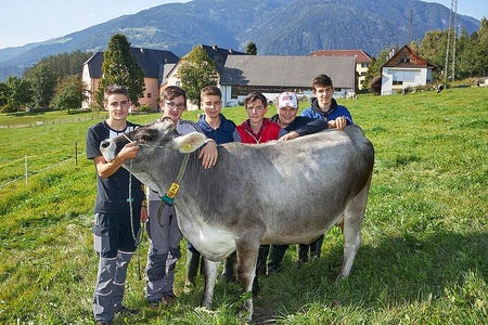 Schüler stehen hinter einer Kuh der Rasse Grauvieh