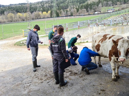 Fachschule Dietenheim punktieren lernen mit dem Rinderzuchtverband Südtirol