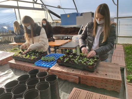 Schülerinnen pflanzen ein