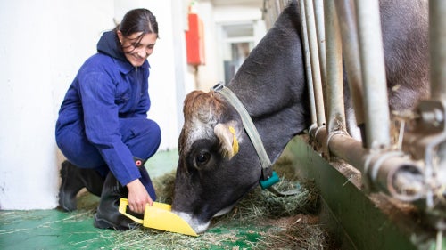 Schülerin im Stall beim zufüttern einer Kuh