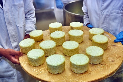 Käseherstellung Käse Frischkäse