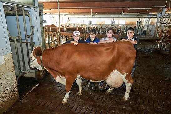 Praxis Viehwirtschaft Schüler im Stall Fleckvieh Zuchtwertschätzung