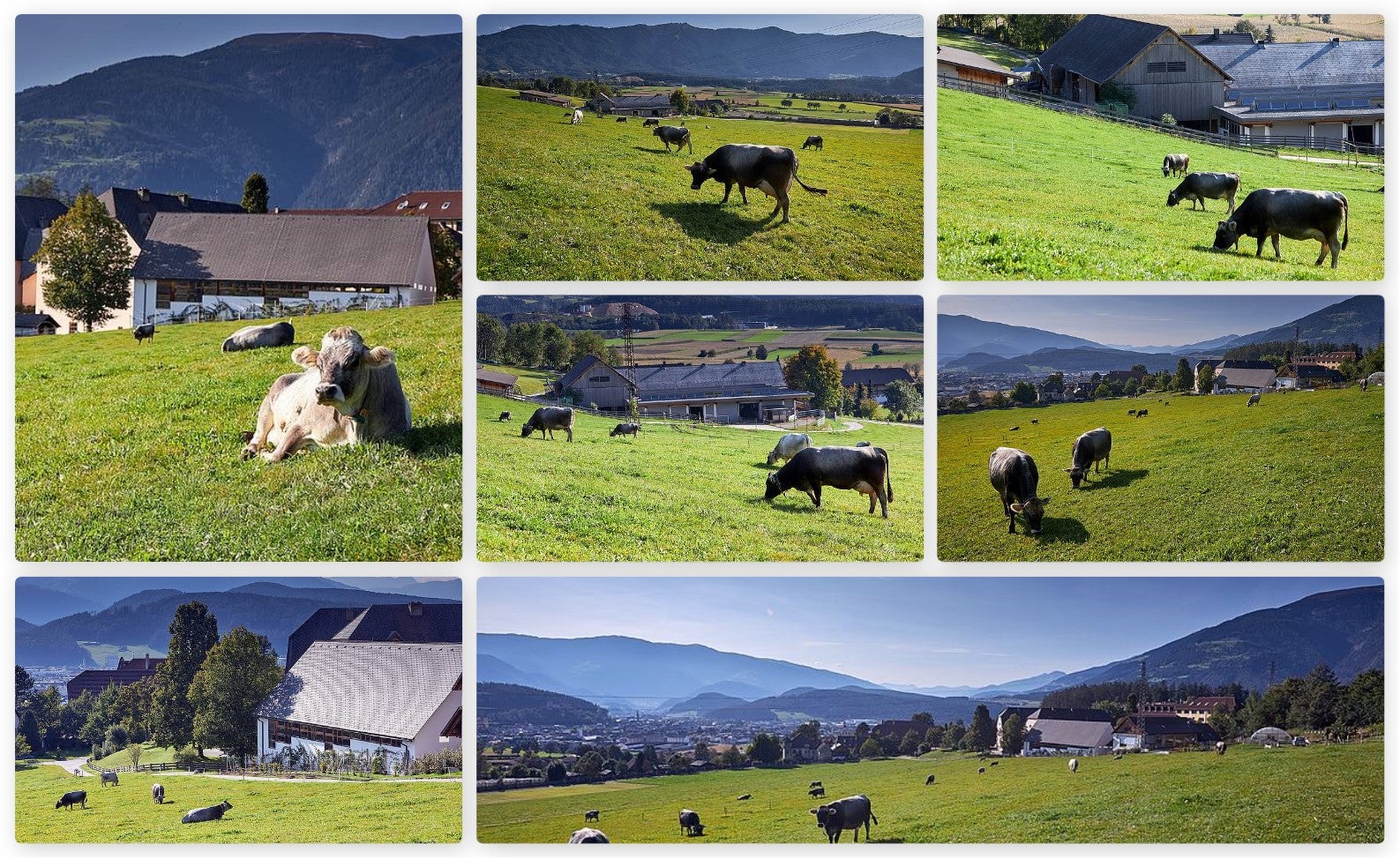 Übersicht Grauvieh Weide FS Dietenheim