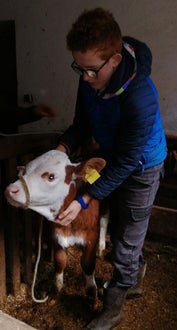 Korrektes binden des Stricks bei einem Kalb