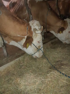 Kuh mit Strick angebunden